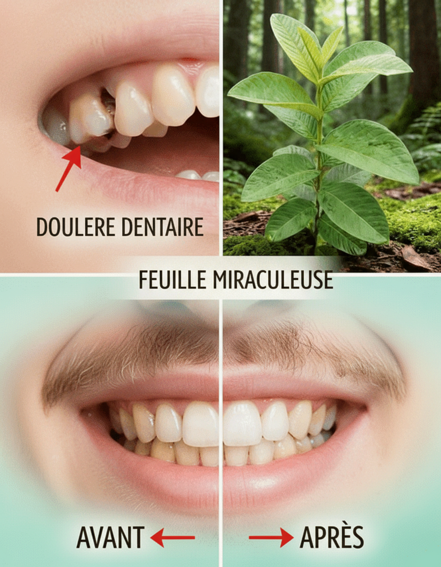 Découvrez le pouvoir naturel des feuilles de goyave pour une hygiène bucco-dentaire quotidienne et une haleine fraîche