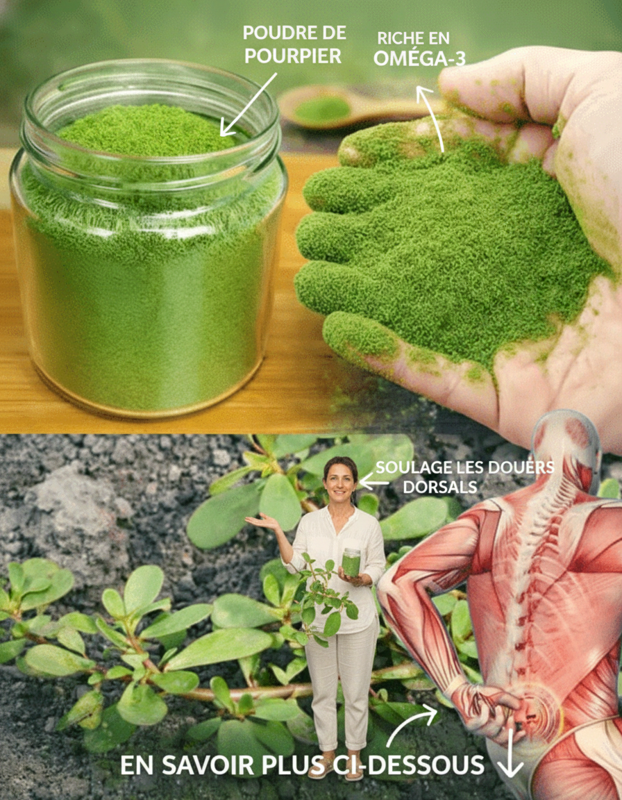 Le Pourpier (Verdolaga) : Un Trésor du Jardin pour le Bien-être Quotidien, la Nutrition et un Soutien Corporel Naturel