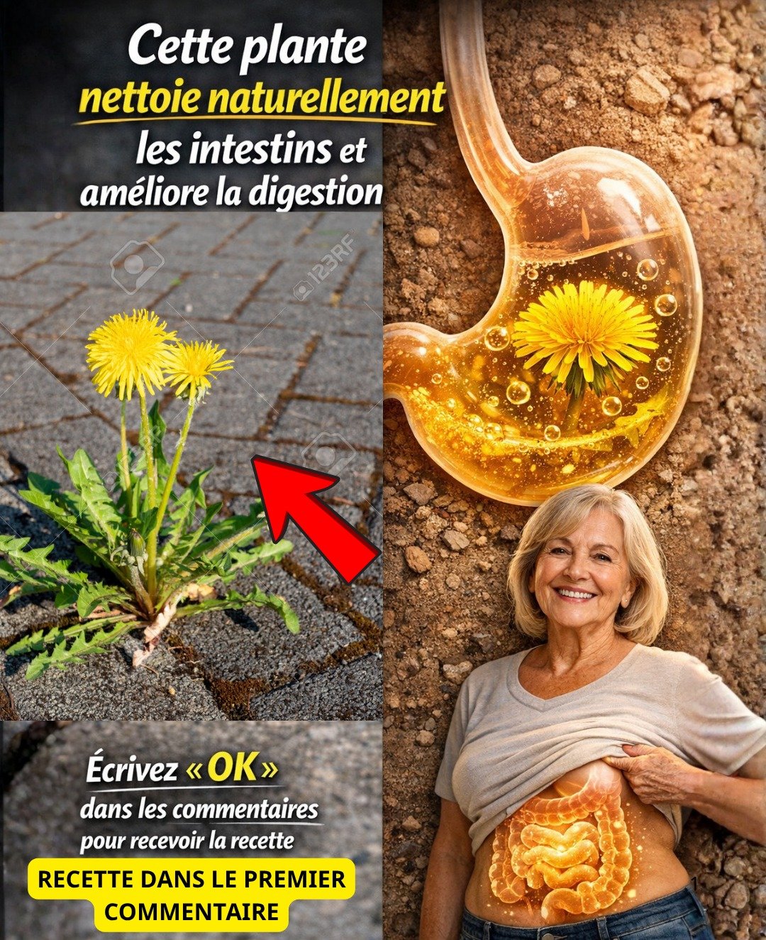 Une plante banale que beaucoup ignorent : la routine simple adoptée par de nombreuses personnes âgées