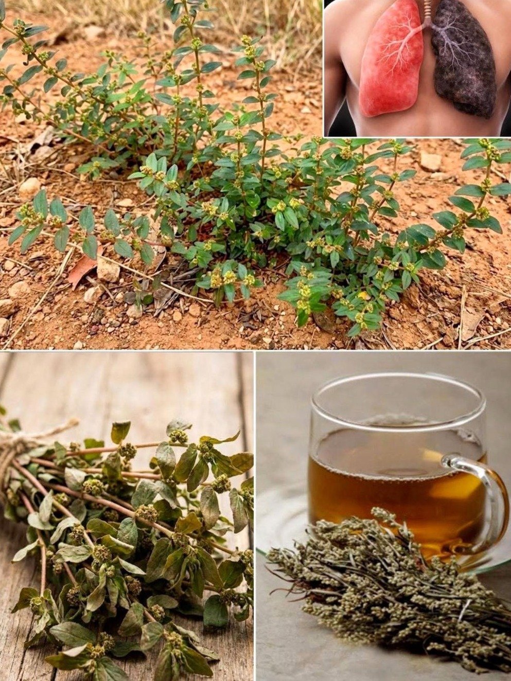 Le Trésor Oublié : Cette Plante Sauvage Va Révolutionner Vos Poumons et Articulations (Ne Passez Pas à Côté !)