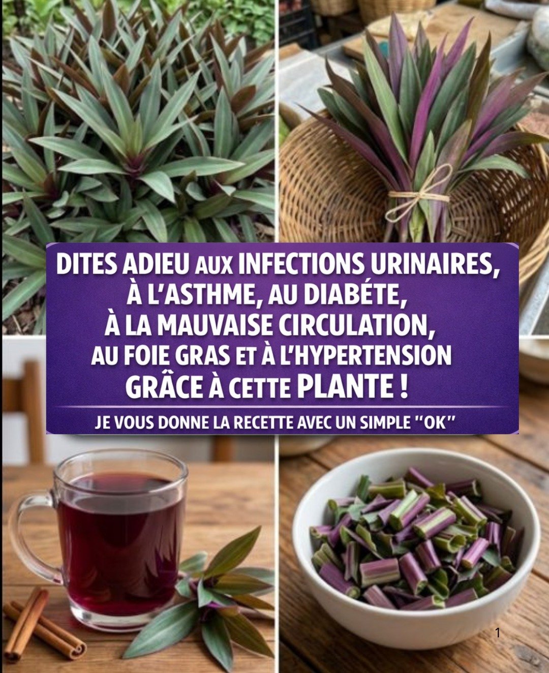 Maguey violet : ses vertus thérapeutiques et conseils pour une application optimale