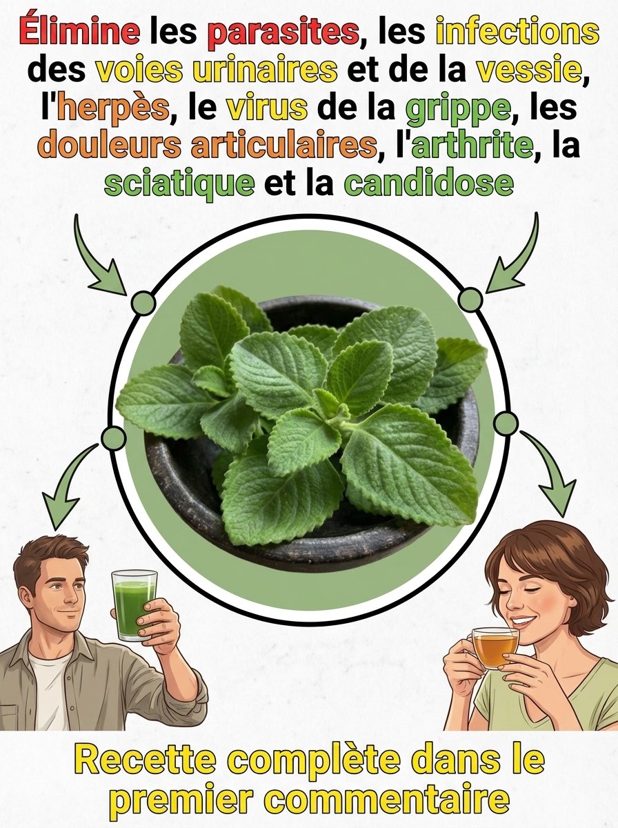 Le Secret Millénaire Révélé : 5 Pouvoirs Cachés de l'Origan Qui Vont Transformer Votre Santé ! 🤫