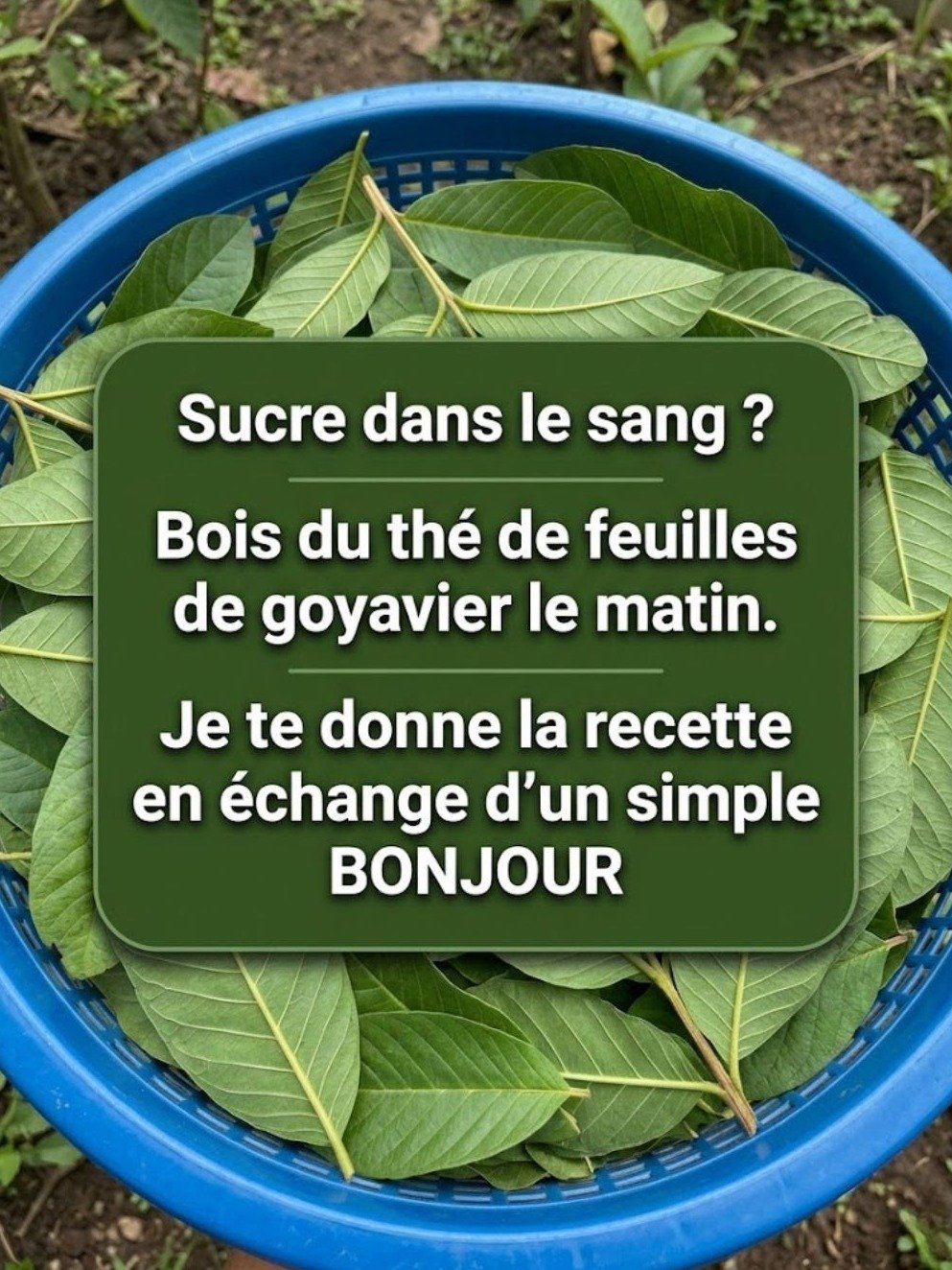 Le Secret Naturel pour Maîtriser Votre Glycémie : Ce Thé de Feuilles de Goyave Va Vous Surprendre !