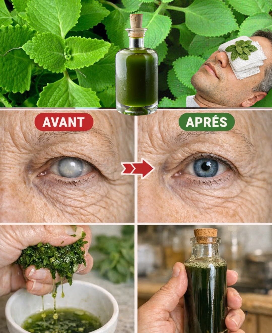 Les vertus de l'origan cubain : un allié naturel pour la purification rénale, l'amélioration de la vision et le renforcement global de l'organisme