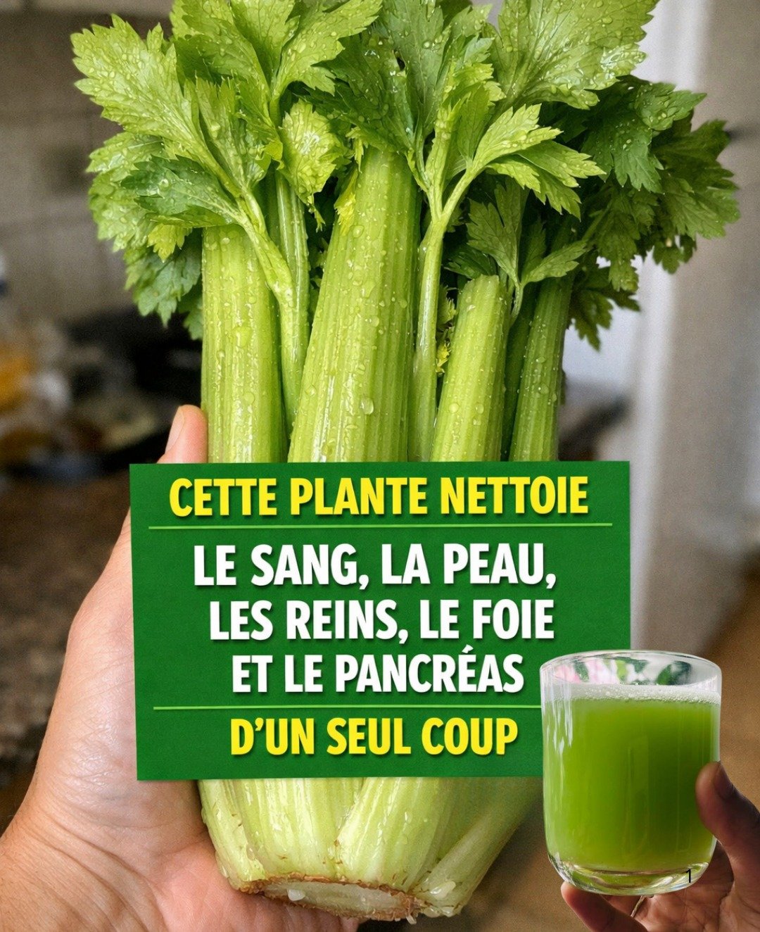 Le céleri : un allié naturel pour la purification du sang, des reins et du foie