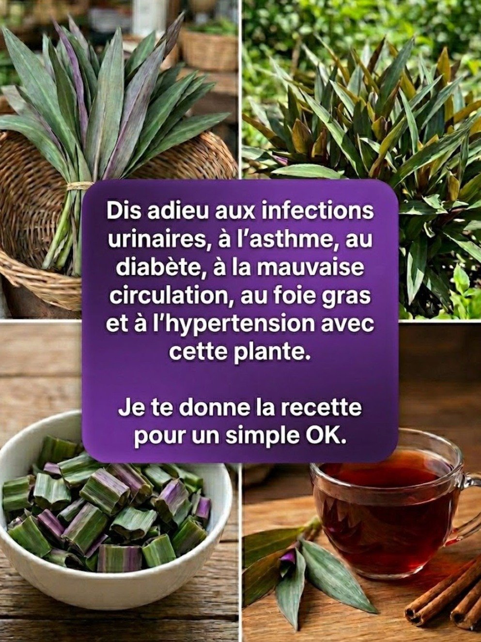Le Secret Santé que Personne ne Vous Dit ! Découvrez les 6 Pouvoirs Cachés du Maguey Pourpre et la Recette Magique pour une Vie Éclatante