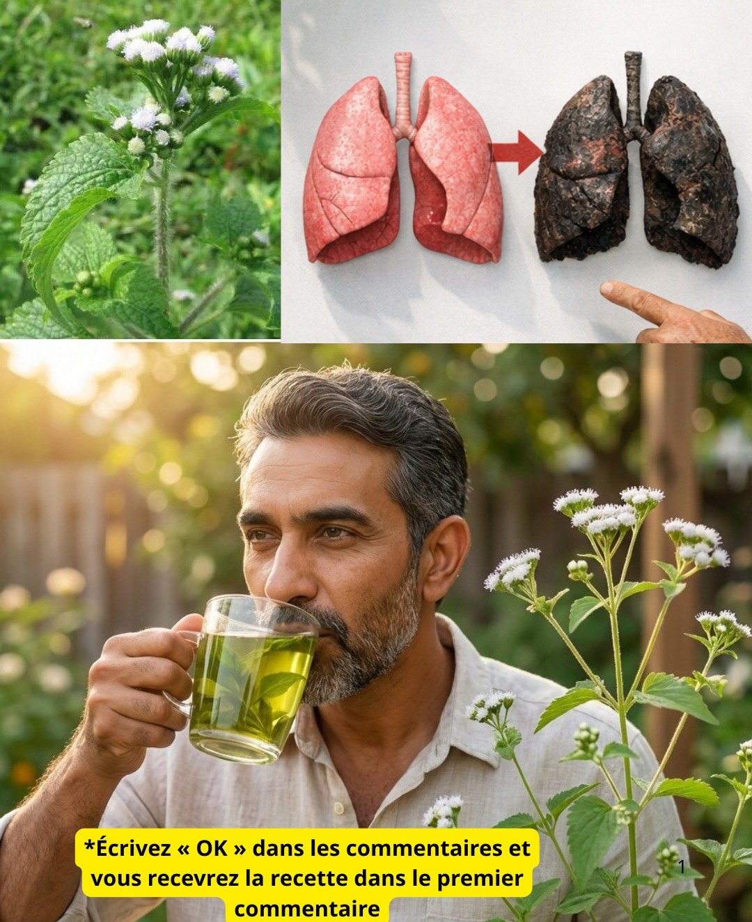 15 Manières Insoupçonnées d'Intégrer l'Herbe du Bouc (Ageratum conyzoides) dans Votre Quotidien pour le Bien-être à Domicile