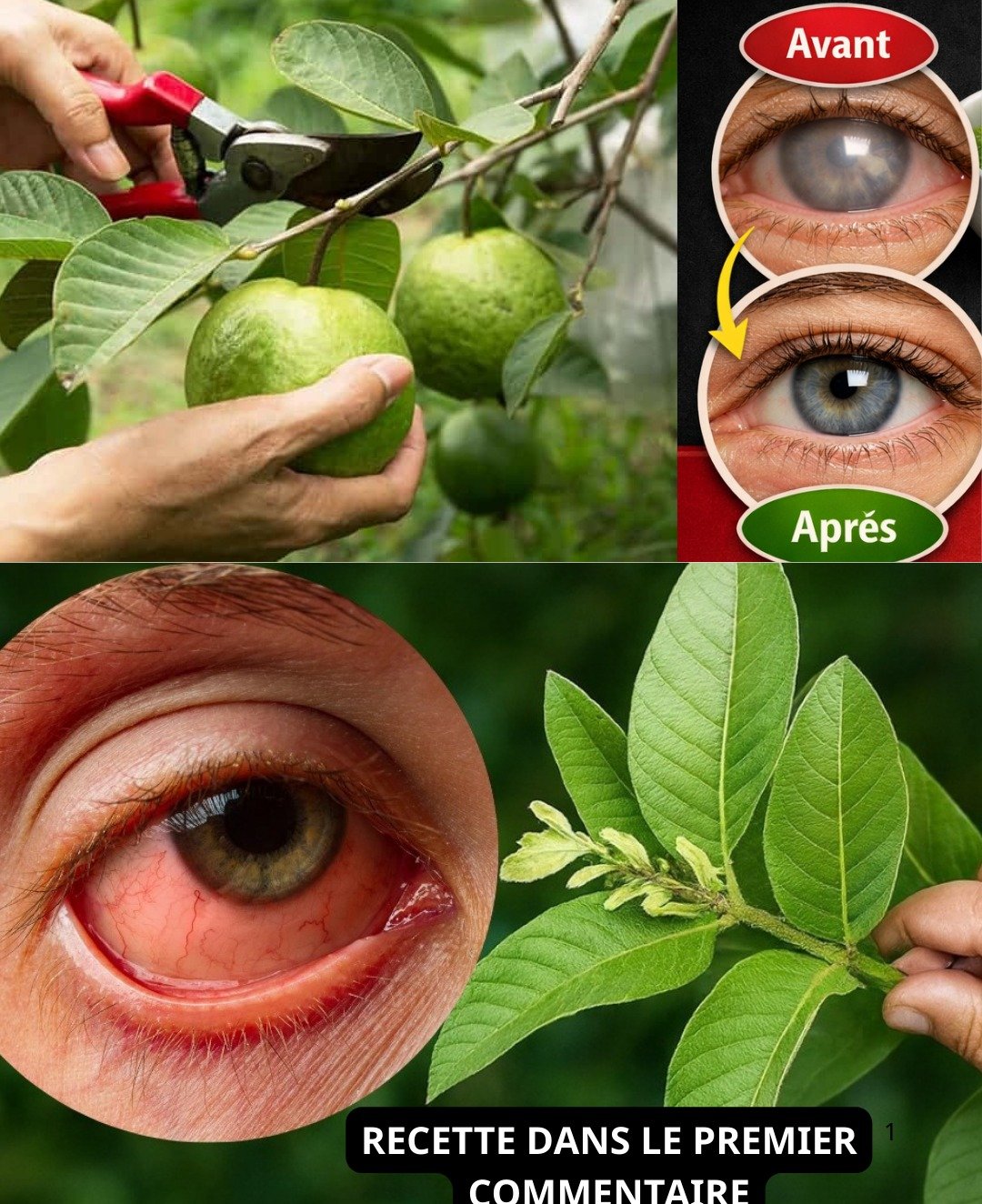 La Goyave pour la Santé Oculaire : Remèdes Naturels et Bienfaits pour les Yeux