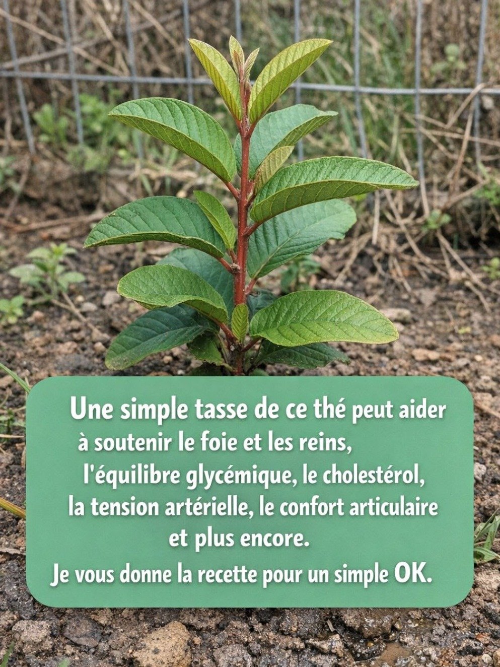 Pourquoi Vous DEVEZ Manger de la Goyave MAINTENANT : Le Secret Révélé pour une Santé Incroyable !