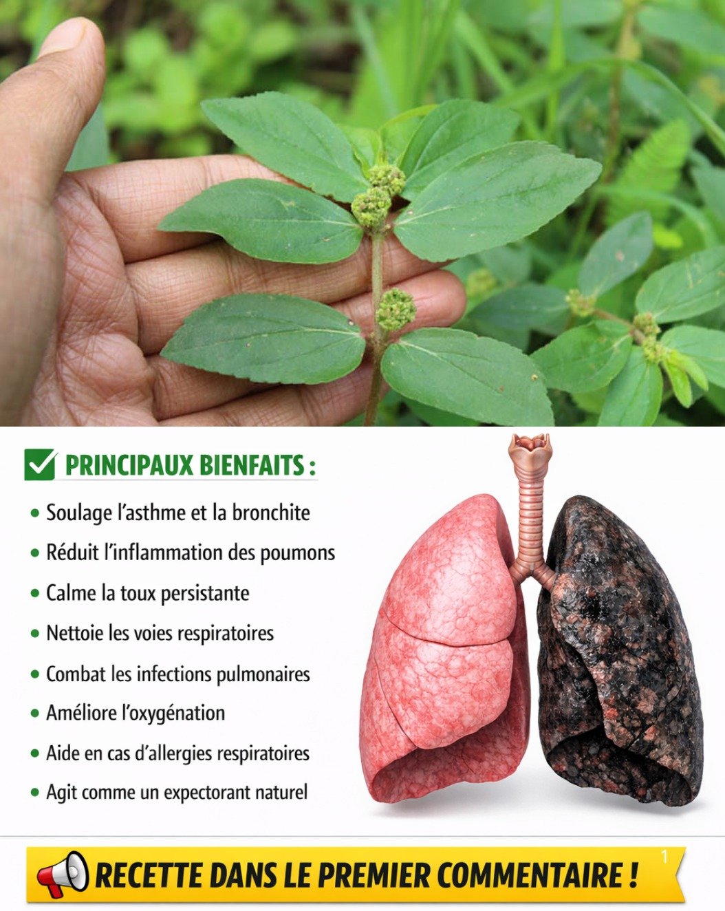 Euphorbia Hirta : Le Secret Oublié aux 7 Pouvoirs Incroyables Qui Va Révolutionner Votre Santé !