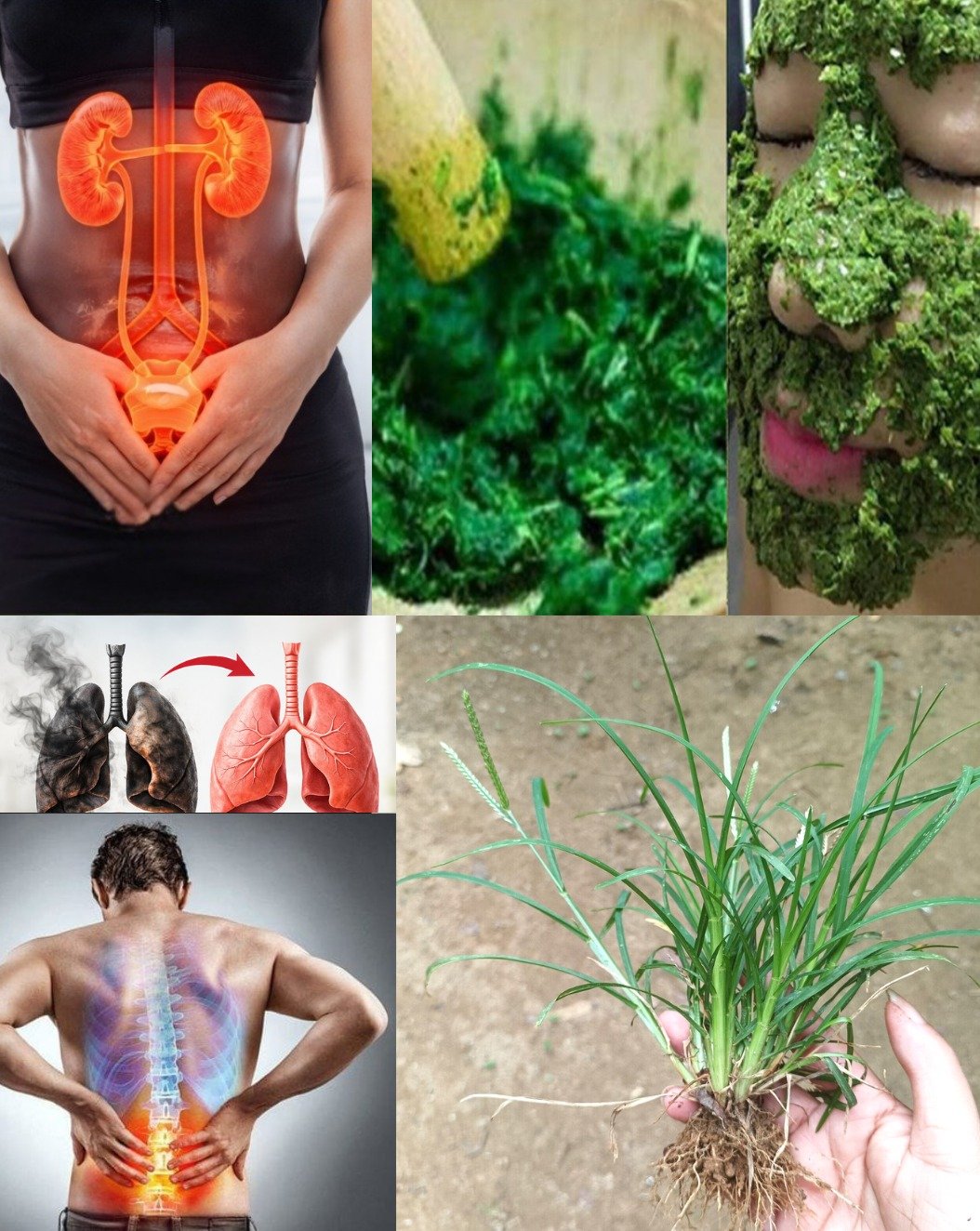 Le Secret Caché de Votre Jardin : Cette Plante Que Vous Coupez Sans Y Penser Peut Guérir PLUS DE 10 MALADIES !