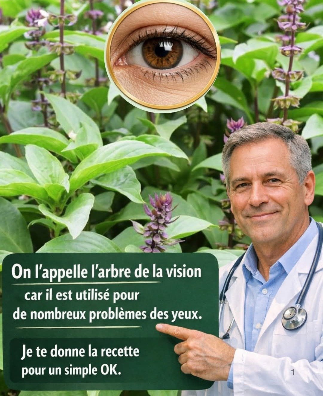 L'Origan Cubain : Une Plante Populaire pour le Soin Naturel des Yeux et la Vision