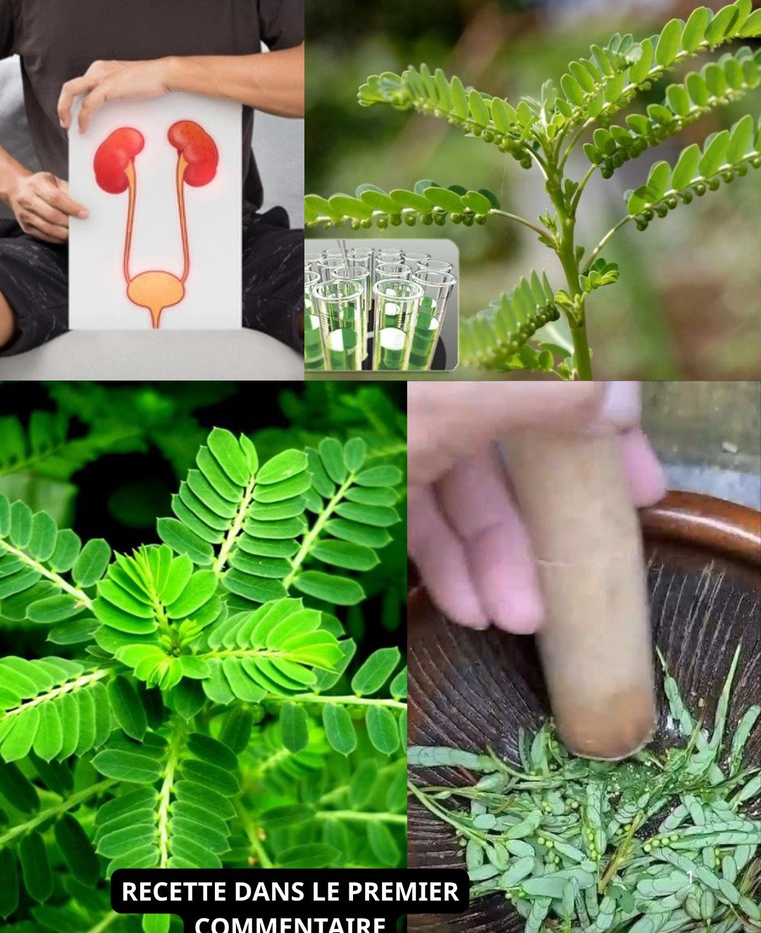 La Mimosa pudica : une plante réactive aux vertus thérapeutiques insoupçonnées
