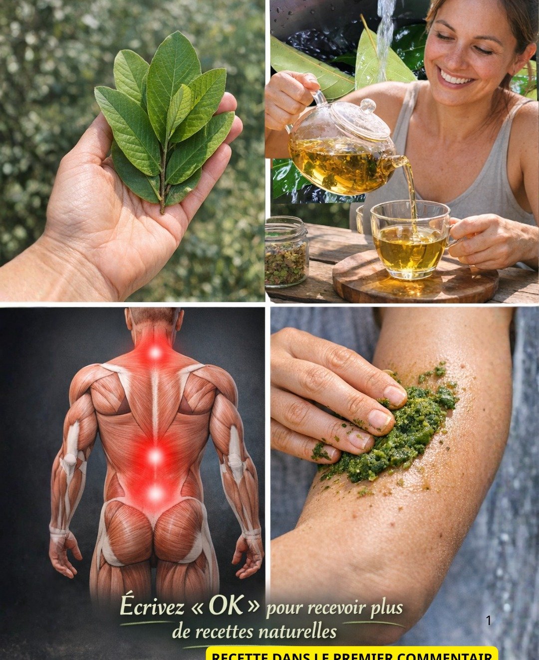 Feuilles de Goyave : Soutien Naturel pour Vos Os et Articulations – Recettes Simples et Astuces Quotidiennes