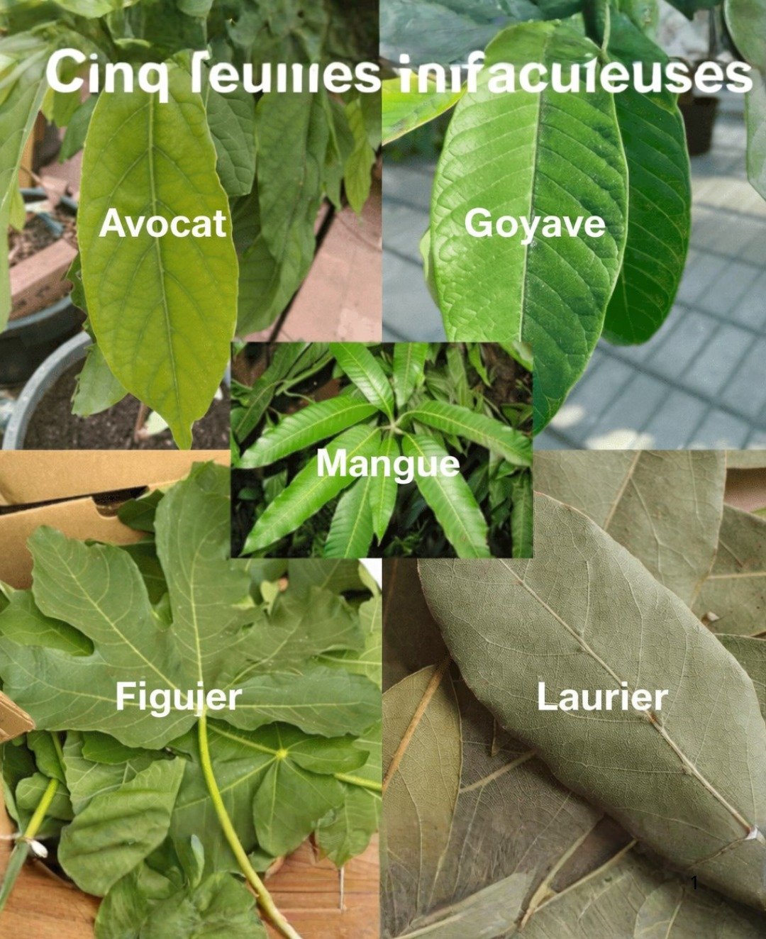 Cinq feuilles aux vertus exceptionnelles pour soutenir la santé : diabète, foie gras, circulation et hypertension