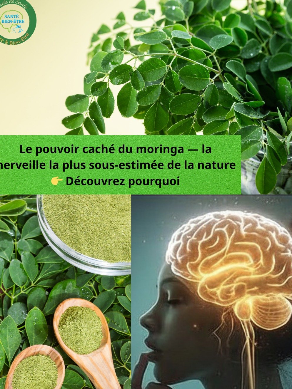 Le Secret Oublié qui Va Révolutionner Votre Santé : Pourquoi le Moringa est l'Arbre Miracle de 2025 (Ne Passez PAS à Côté !)