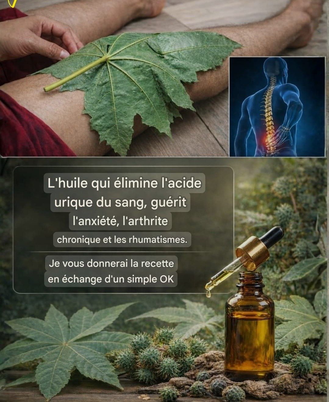 Le Ricin : Une Ressource Naturelle Inestimable Souvent Ignorée dans Nos Jardins