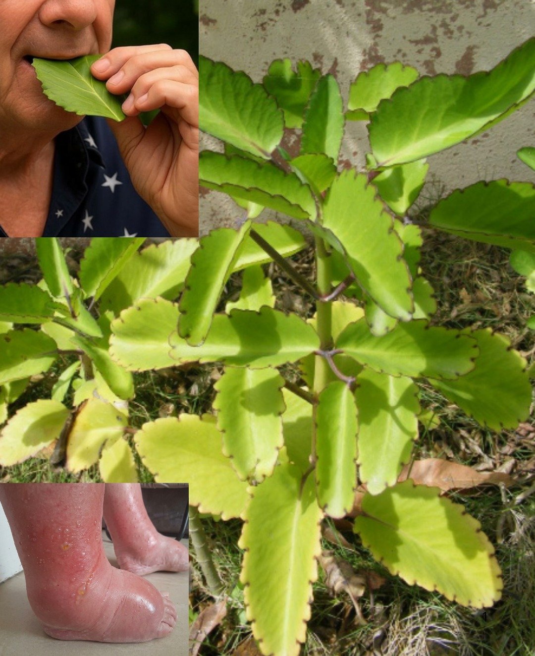 La Feuille de Vie : Le Guérisseur Naturel Insoupçonné de Votre Jardin