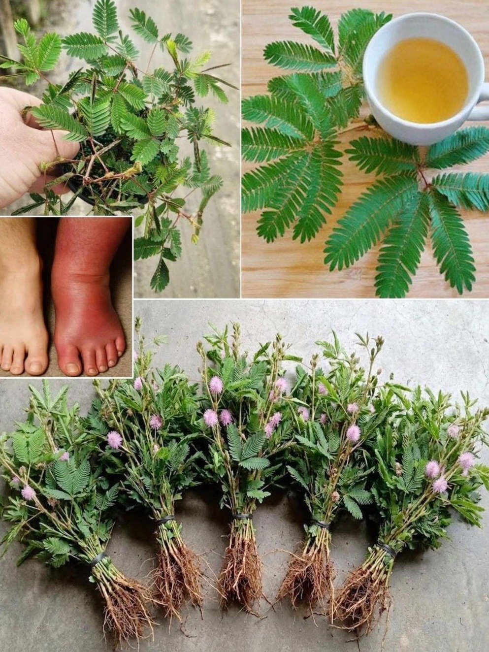 Si Vous Touchez Cette Plante, Préparez-vous à Révéler Ses 20 Pouvoirs Cachés pour Soulager Douleurs et Détoxifier !