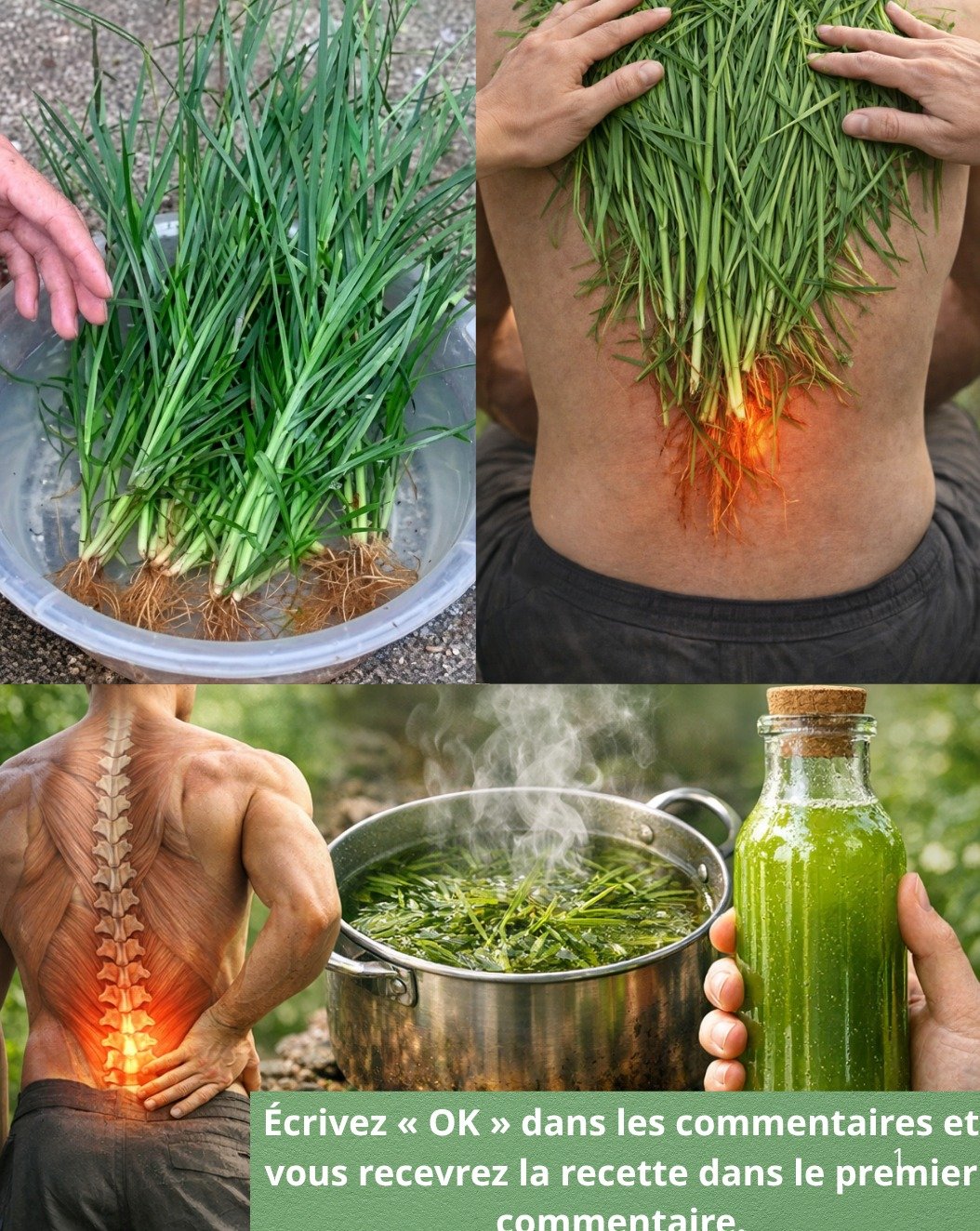 Le Secret Vert que PERSONNE ne vous dit : 25 Bienfaits ÉPOUSTOUFLANTS du Gaillet Gratteron pour une Santé Optimale (Ne manquez PAS le #17 !)