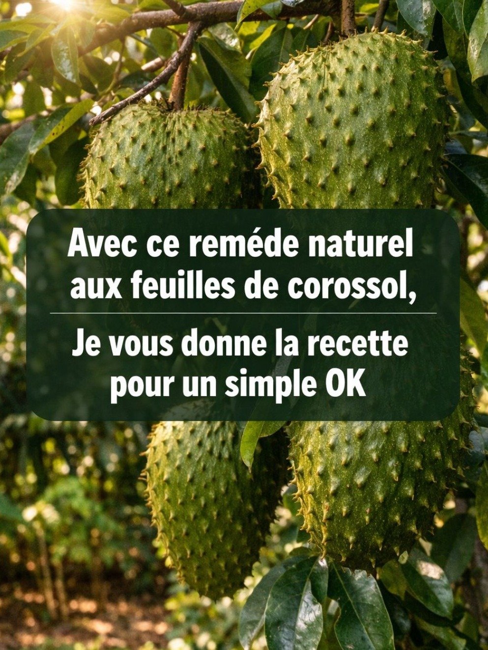 Révélé : Le Secret Millénaire des Feuilles de Corossol pour Éteindre l'Inflammation et Booster Votre Corps ! (Ne Manquez Pas Ces 20 Bienfaits)
