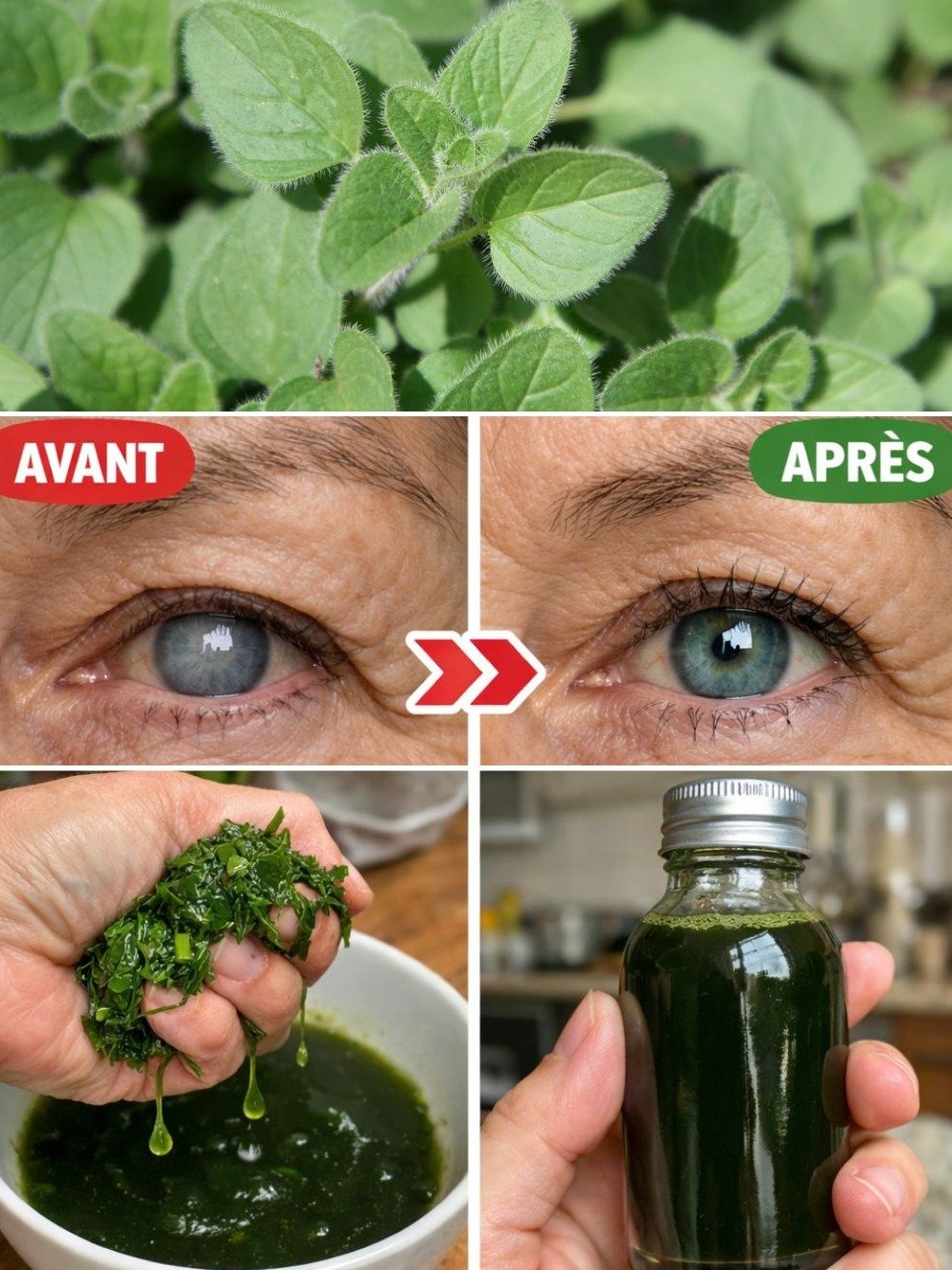Le Secret Caraïbéen Révélé : Cette Plante Va Nettoyer Vos Reins, Sublimer Votre Vue et Fortifier TOUT Votre Corps !