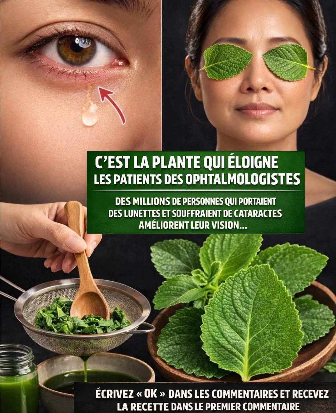 L'Origan Orejón : Un Allié Naturel pour Vos Reins, Votre Vue et Votre Bien-être Général