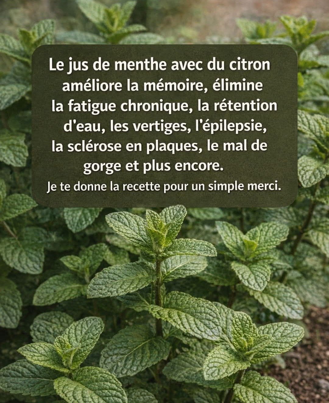 Menthe et Citron : La solution naturelle pour purifier, rajeunir et revitaliser votre corps rapidement !