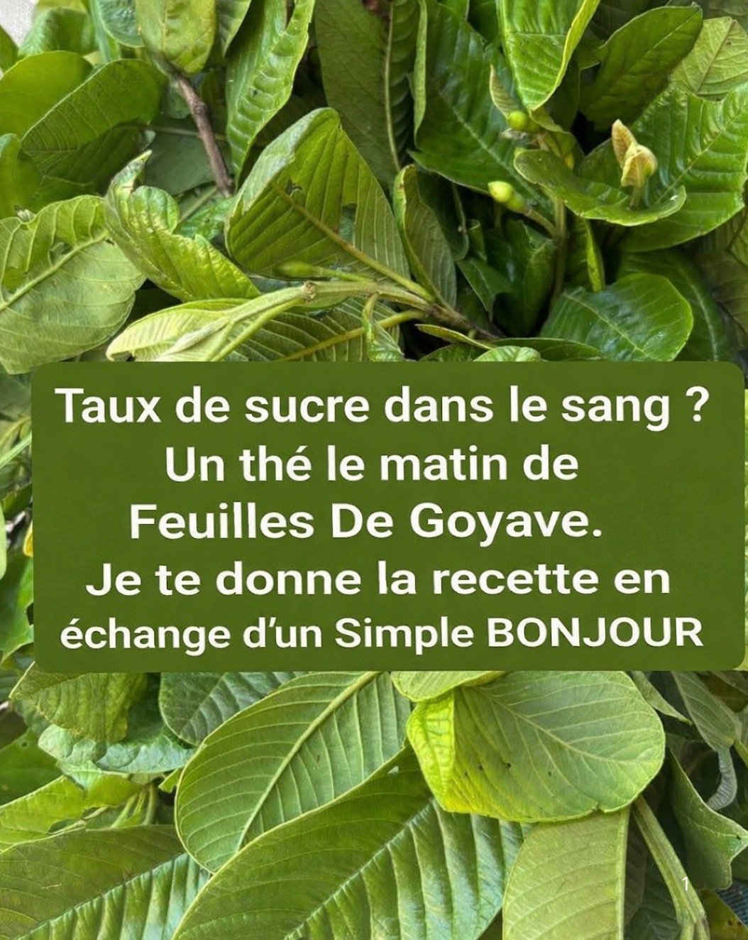 7 Bienfaits Cachés du Thé de Feuilles de Goyave : Le Remède Ancestral Qui Va Révolutionner Votre Digestion, Glycémie et Immunité (Vous Devez Savoir !)