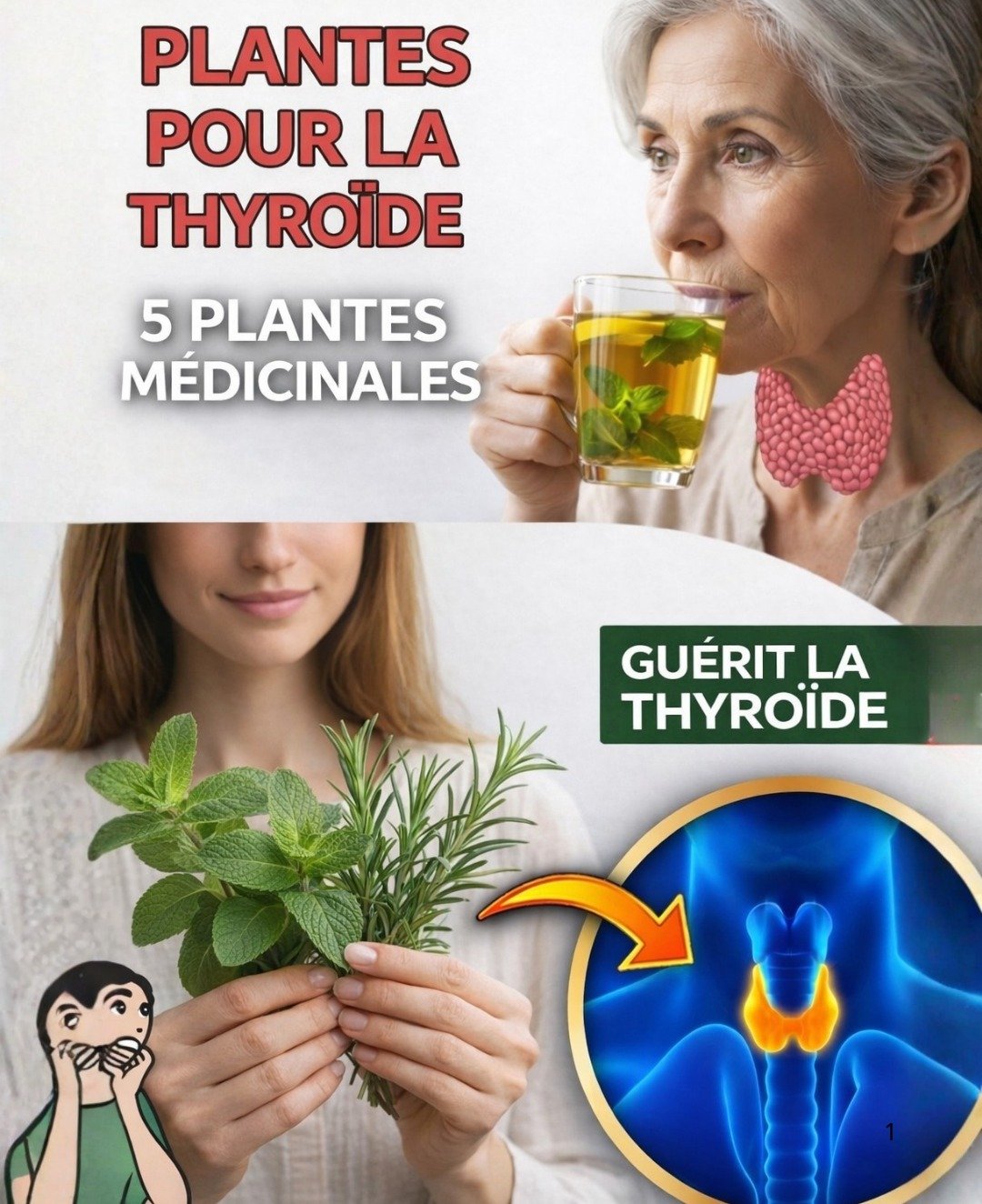 Thyroïde et Bien-Être : 5 Plantes Simples Pour Un Soutien Naturel et Quotidien