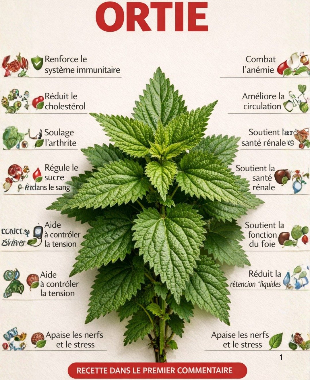 L'Ortie : La Plante Millénaire Surnommée « Plante de la Jeunesse Éternelle »