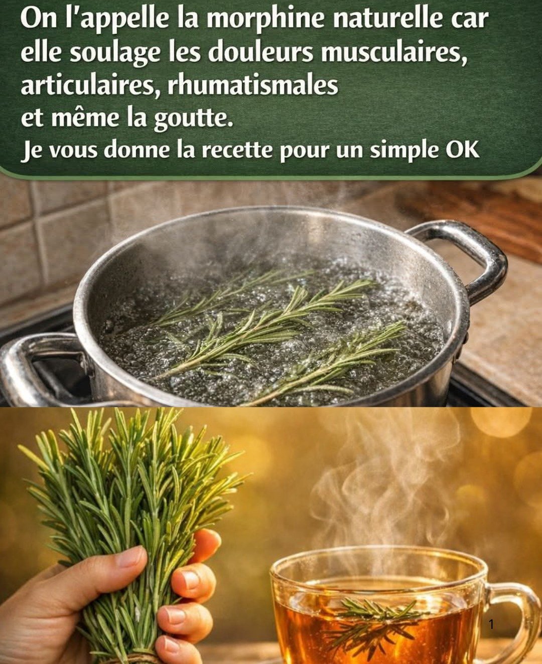 Le Romarin : Votre "Morphine Naturelle" pour Apaiser Douleurs Musculaires, Articulaires, Rhumatismes et Goutte