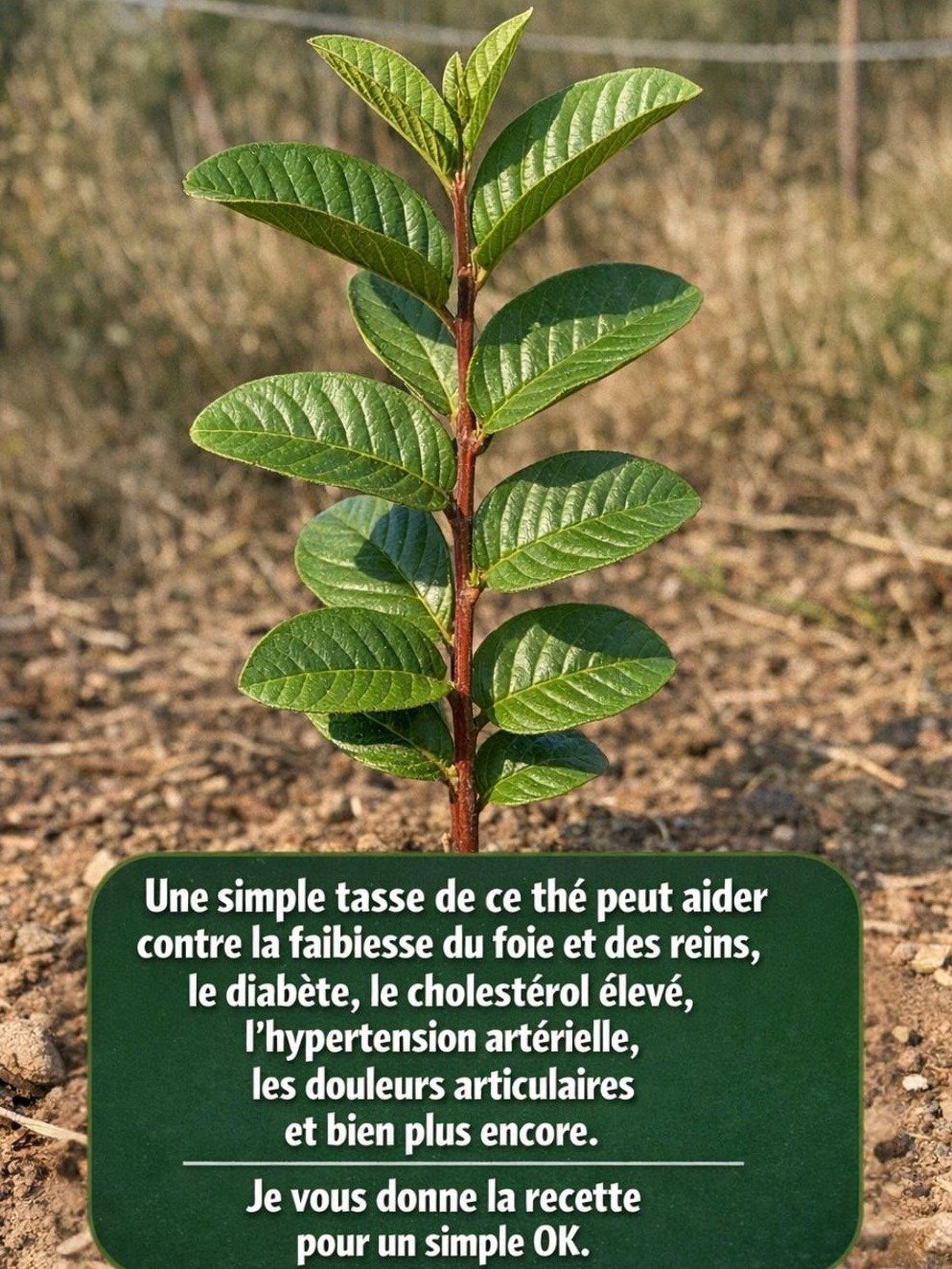 Le Secret Bien Gardé : 5 Recettes Simples à la Goyave Pour Transformer Votre Santé (Vous Allez Adorer !)