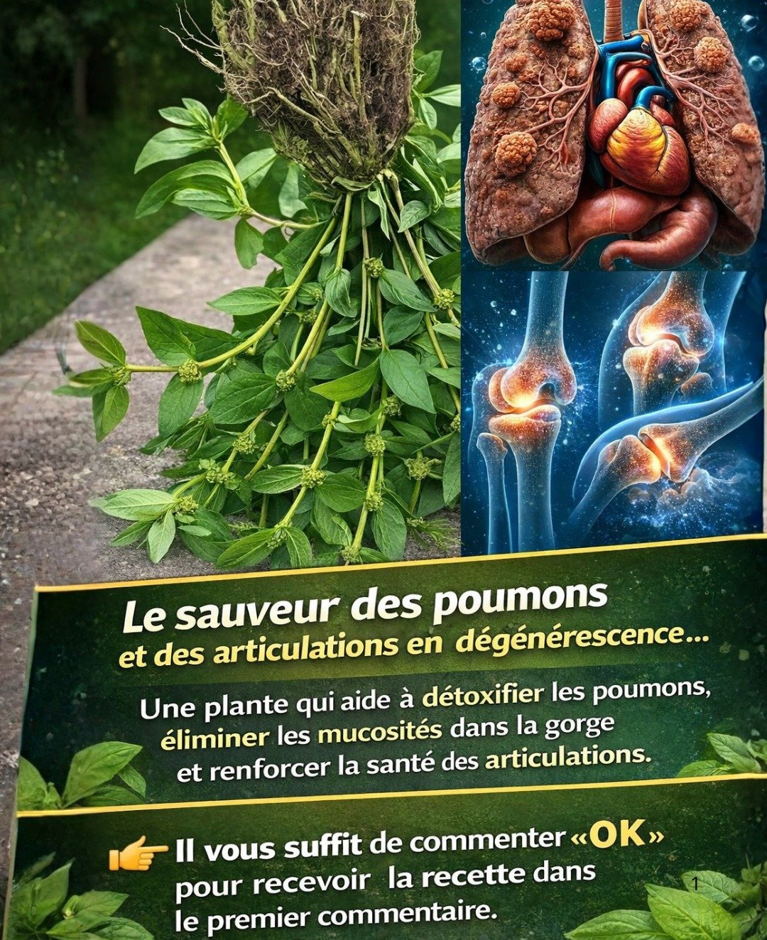 L'Euphorbia hirta : Un Trésor Naturel pour Soutenir les Poumons et les Os