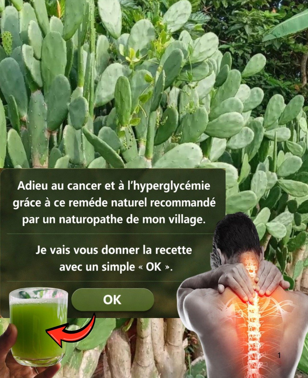 Le Nopal (Opuntia Ficus-Indica) : Un Cactus aux Vertus Thérapeutiques Étonnantes pour Votre Santé