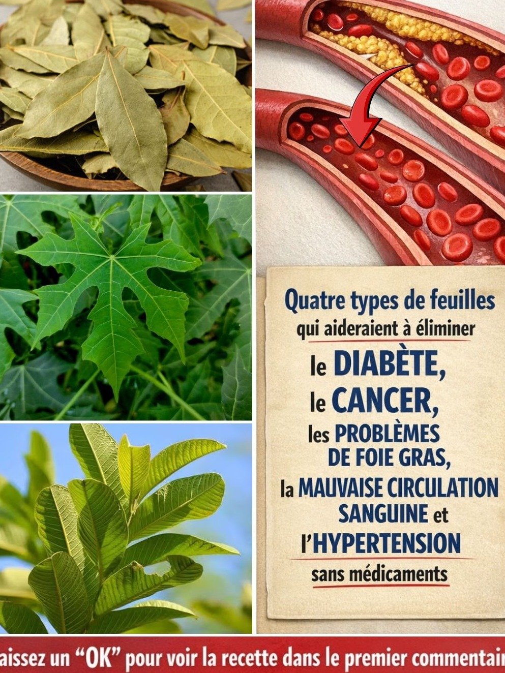 Le Secret Millénaire Révélé : Ces 4 Feuilles Communes Vont Révolutionner Votre Bien-Être Quotidien – Ne Passez Plus Jamais À Côté !