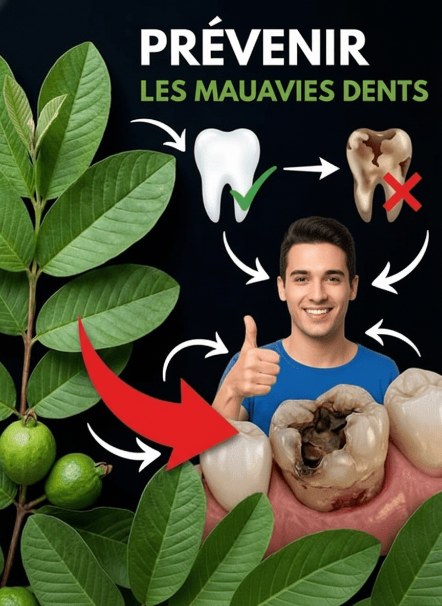 Découvrez les 3 Meilleures Façons d'Utiliser les Feuilles de Goyave pour une Santé Dentaire Optimale et Combattre Naturellement les Caries : Simples et Économiques