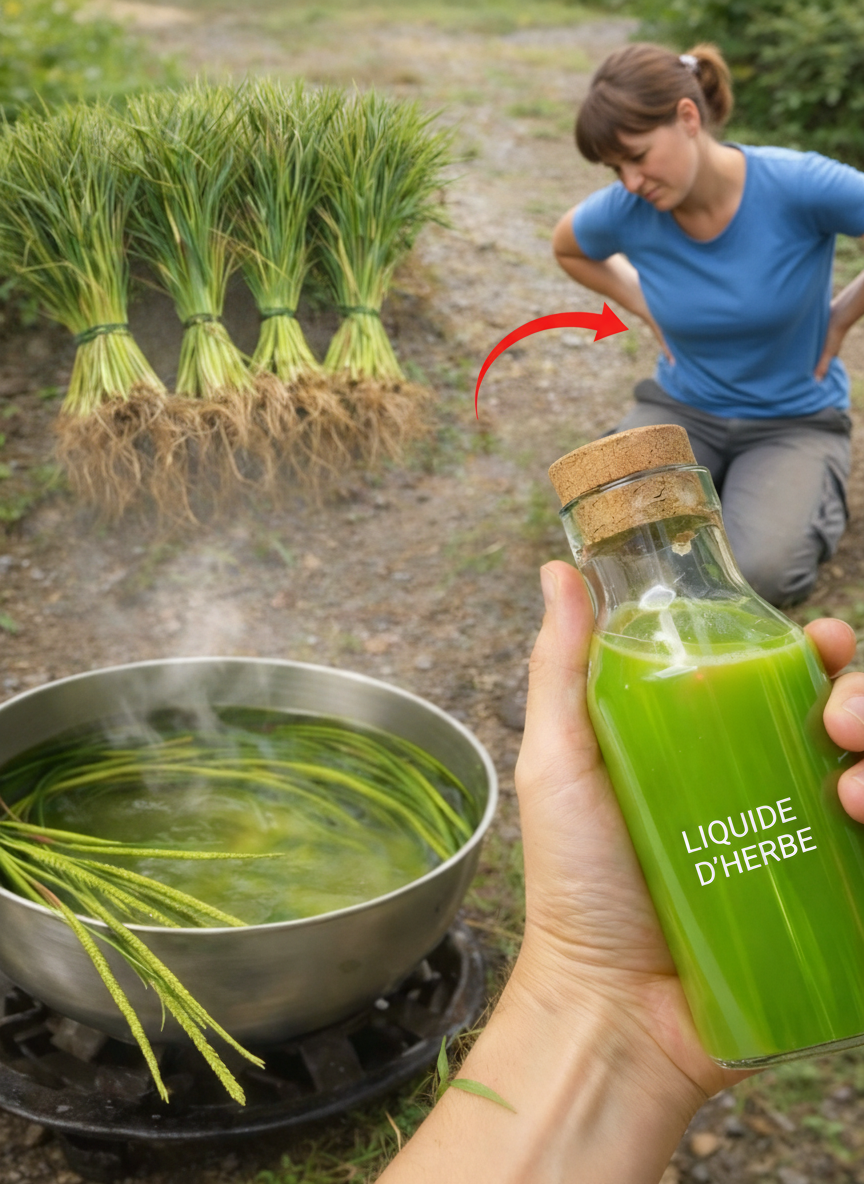 Le Trésor Vert Oublié de Votre Jardin : Cette Plante Commune Révèle des Bienfaits Insoupçonnés pour Votre Santé
