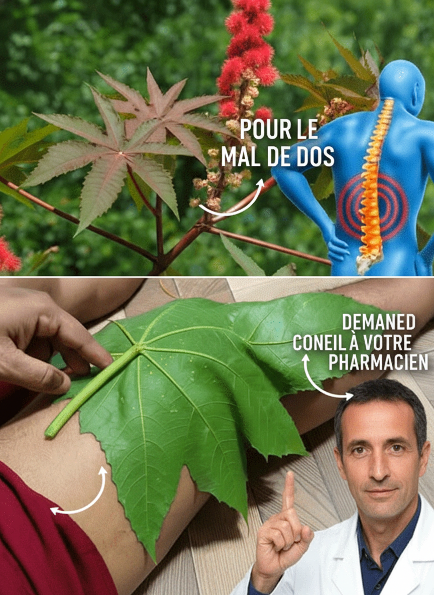 Les Secrets Millénaires du Ricin : Un Allié Naturel pour le Confort des Seniors