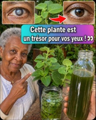 Le Secret Oublié : 3 Remèdes Maison à l'Origan qui Pourraient Révolutionner Votre Vue (Ne Passez Pas à Côté !)
