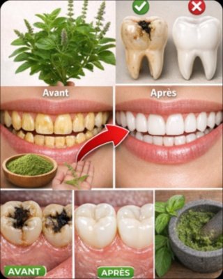 Le Secret Millénaire pour un Sourire Éclatant : 5 Façons dont le Basilic Sacré (Tulsi) Va Révolutionner Votre Bouche !