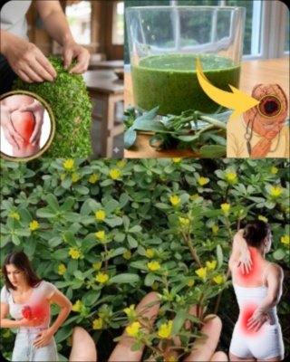 Vous la Piétinez Chaque Jour Sans Le Savoir : Cette Plante EST UN TRÉSOR ! Découvrez ses 3 Recettes Miracles.