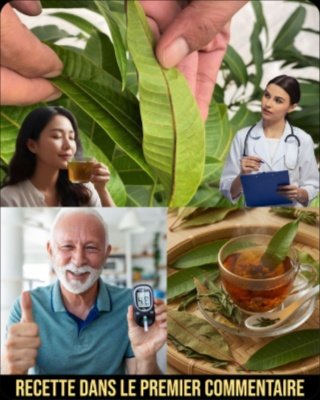 Ne Jetez PLUS Vos Feuilles de Manguier ! Leurs Incroyables Pouvoirs Santé Vont Transformer Votre Vie