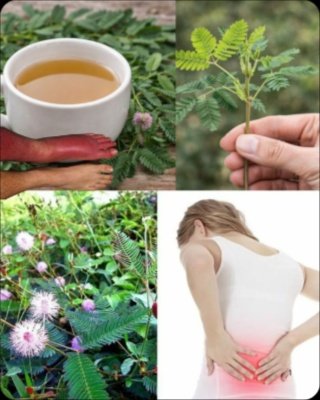 Le Secret Oublié de la Mimosa Pudica : La Plante 'Timide' Qui Révolutionne Votre Bien-être – Ne Manquez Pas Ça !
