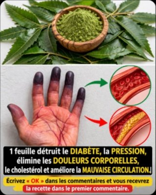 Le Secret Millénaire Révélé : Cette Feuille Oubliée Va Révolutionner Votre Santé (Adieu Diabète, Douleurs et Plus !) 🌿✨