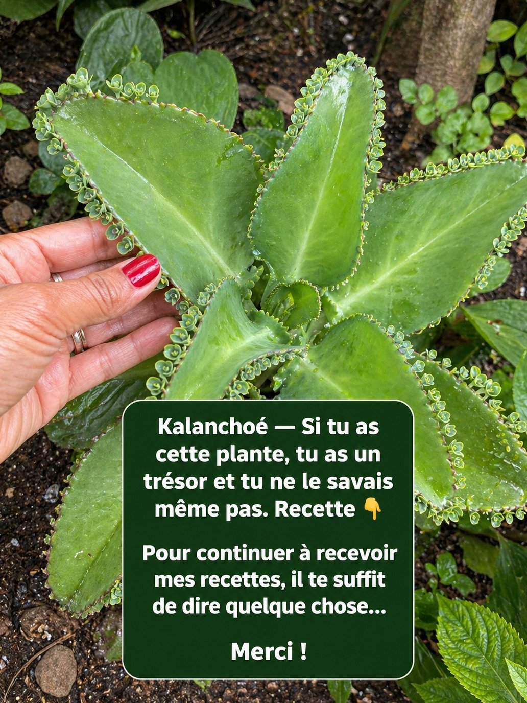 Le Kalanchoé : 15 Bienfaits ÉPOUSTOUFLANTS pour Votre Santé (Mais Ne Faites PAS Cette Erreur Fatale !)