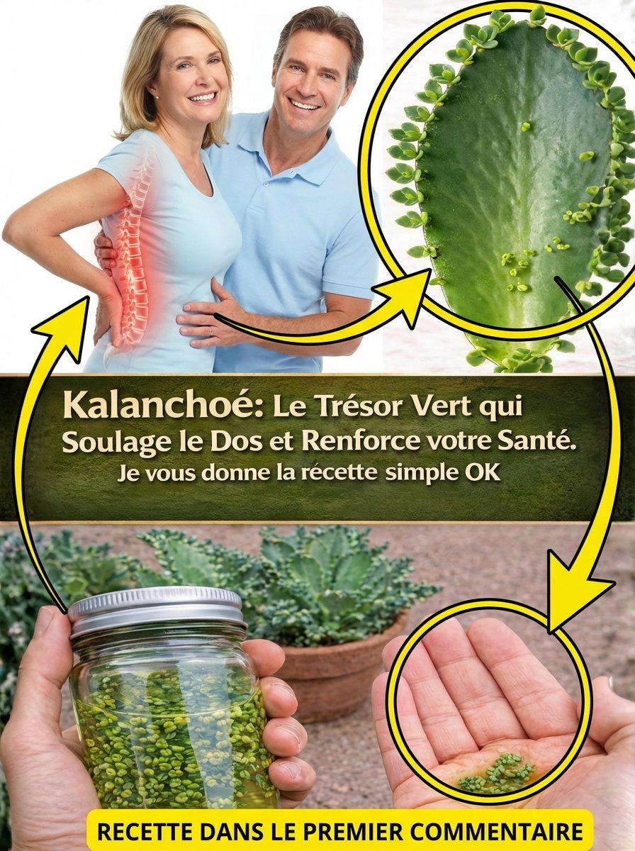 Le Kalanchoé : Le Secret Naturel Que Votre Corps Réclame ! 😱 Découvrez Ses 20 Bienfaits Époustouflants et Comment l'Utiliser Dès Aujourd'hui