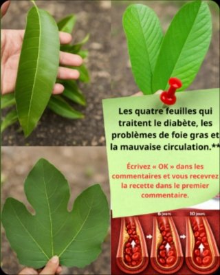 Le Secret Ultime Révélé : 3 Feuilles Tropicales Qui Vont Révolutionner Votre Santé (Et Que Vous Ignorez Encore) !