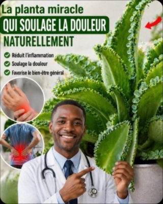 Découvrez le Kalanchoé : Les 7 Secrets Incontournables pour une Maison Fleurie et Zéro Stress (Le Conseil de 3 Min que Personne Ne Vous Dit !)