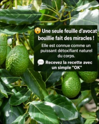 Le Secret Bien Gardé des Feuilles d'Avocat : 7 Bienfaits Incroyables Pour Votre Corps (À ne Surtout Pas Manquer !)